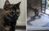 İşkence edilerek katledilmişti: Kedi Cezve’nin kat...