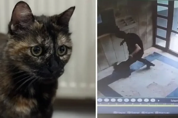 İşkence edilerek katledilmişti: Kedi Cezve’nin kat... İşkence edilerek katledilmişti: Kedi Cezve’nin kat...