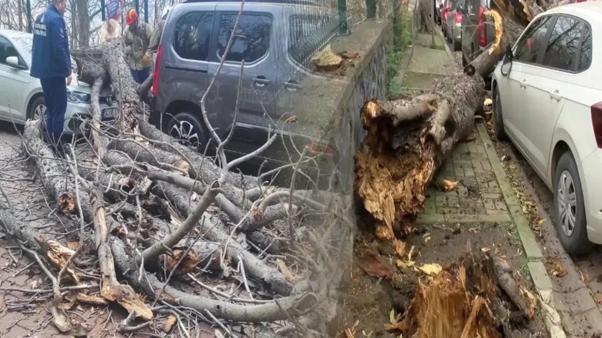 Lodos vurdu: Ağaçlar park halindeki araçların üzerine devrildi Lodos vurdu: Ağaçlar park halindeki araçların üzerine devrildi