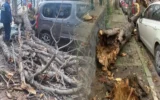 Lodos vurdu: Ağaçlar park halindeki araçların üzerine devrildi Lodos vurdu: Ağaçlar park halindeki araçların üzerine devrildi