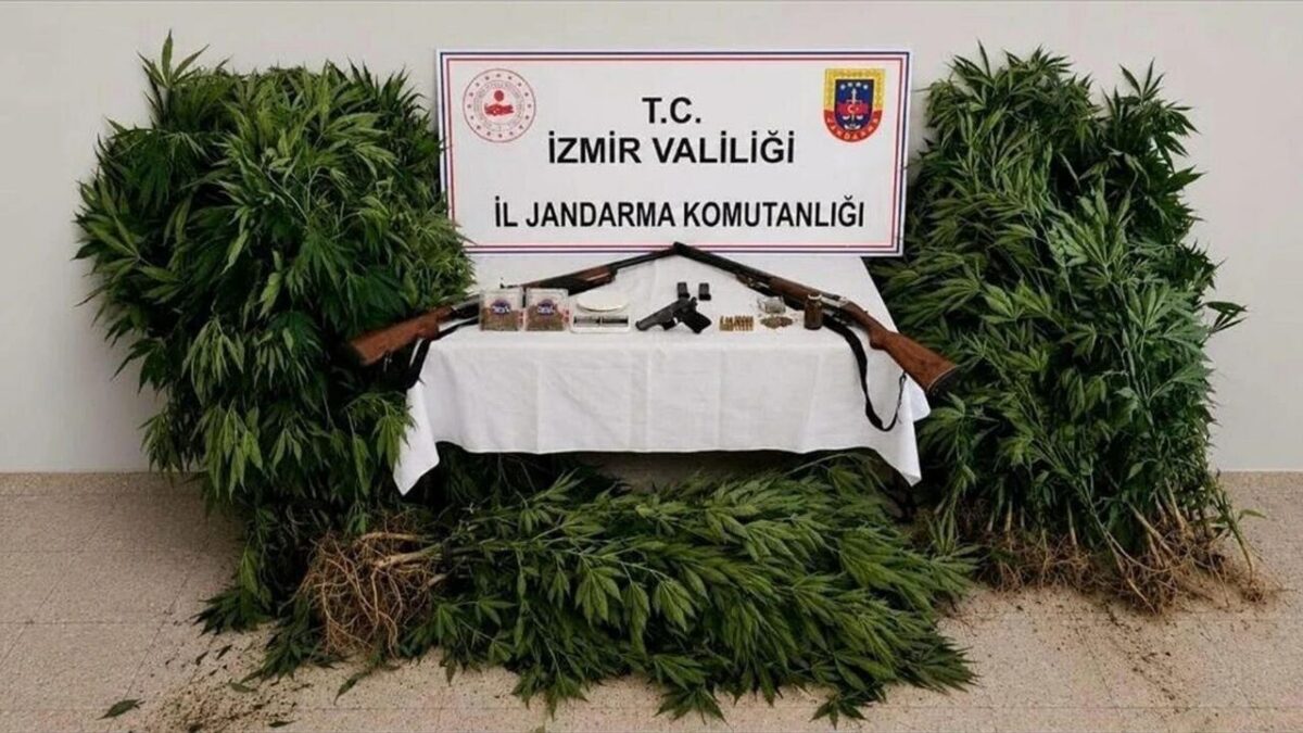 Jandarmadan Ödemiş’te kenevir operasyonu: Şüpheli tutuklandı