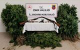Jandarmadan Ödemiş’te kenevir operasyonu: Şüpheli tutuklandı