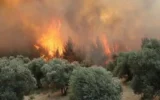 Orman yangınlarına ilişkin 6 kişi hakkında tutuklama kararı Orman yangınlarına ilişkin 6 kişi hakkında tutuklama kararı